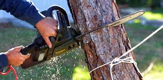 Best Tree Cabling and Bracing  in Madera Ranchos, CA